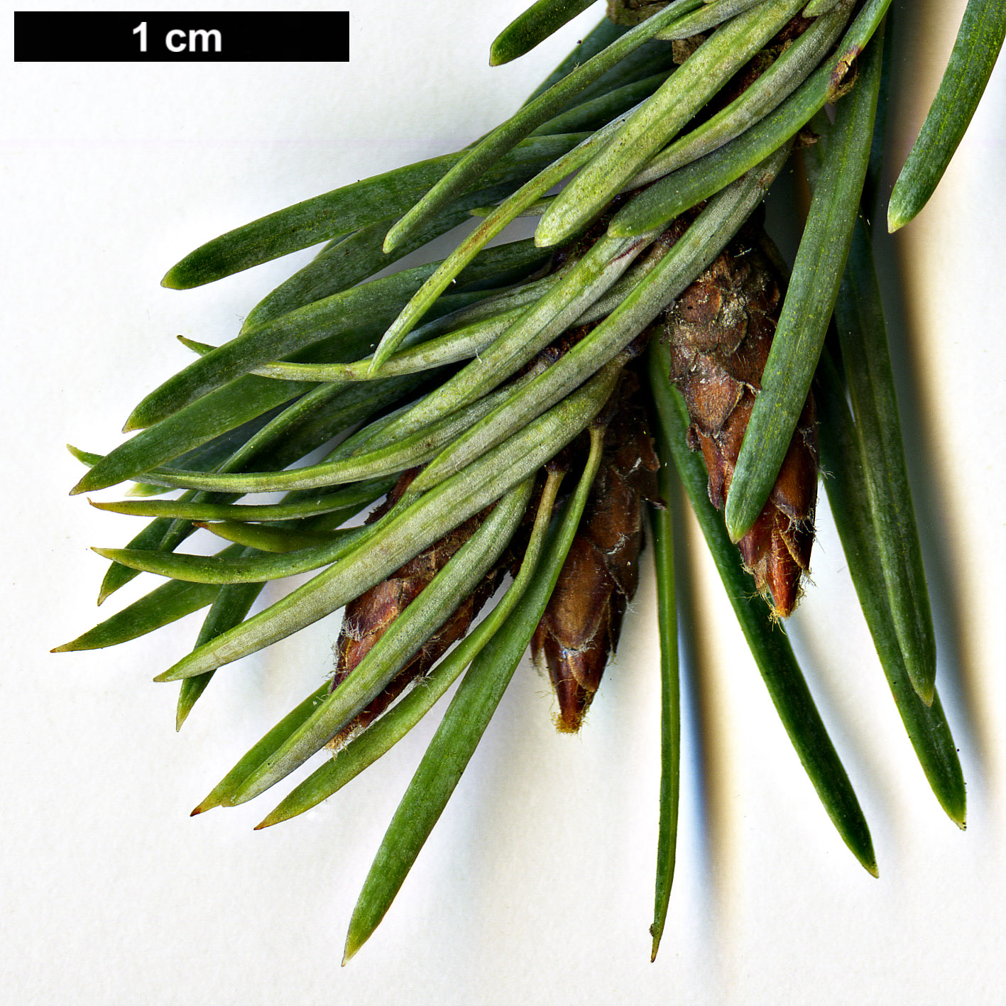 High resolution image: Family: Pinaceae - Genus: Pseudotsuga - Taxon: menziesii - SpeciesSub: var. glauca